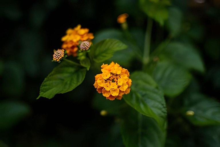 Suíte privativa ao lado do aquário de Ubatuba - Casa Mangari