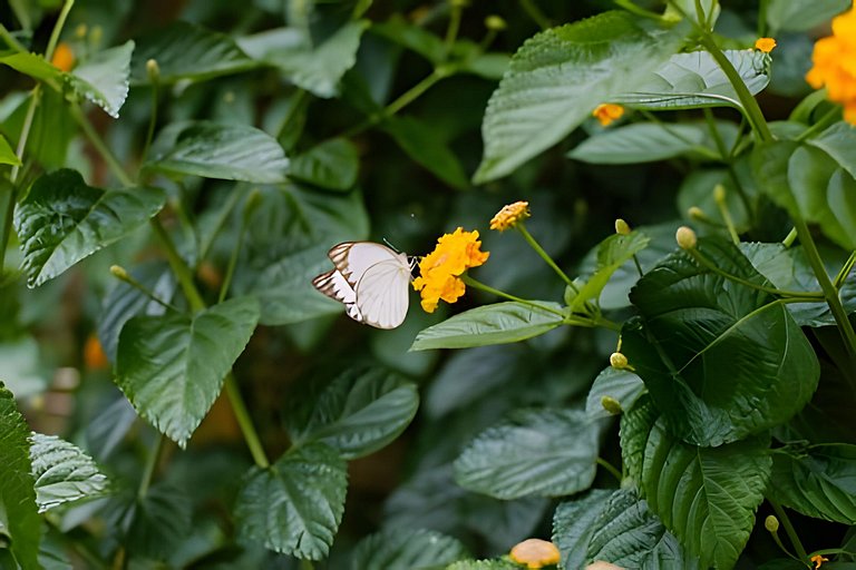 Suíte privativa ao lado do aquário de Ubatuba - Casa Mangari